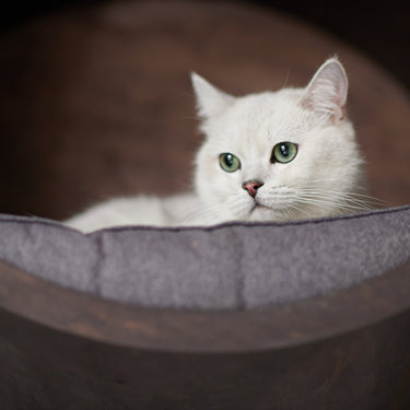 SET HOUSES for CATS, Cat House,  Modern Cat Furniture, Gift for Cat Lover, Large Cat Bed, Cat Shelf, Cat wall Tree, Modern Wall