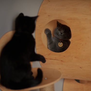 SET of 6 ITEMS for CATS, Cat House,  Modern Cat Furniture, Gift for Cat Lover, Large Cat Bed, Cat Shelf, Cat wall Tree, Modern Wall